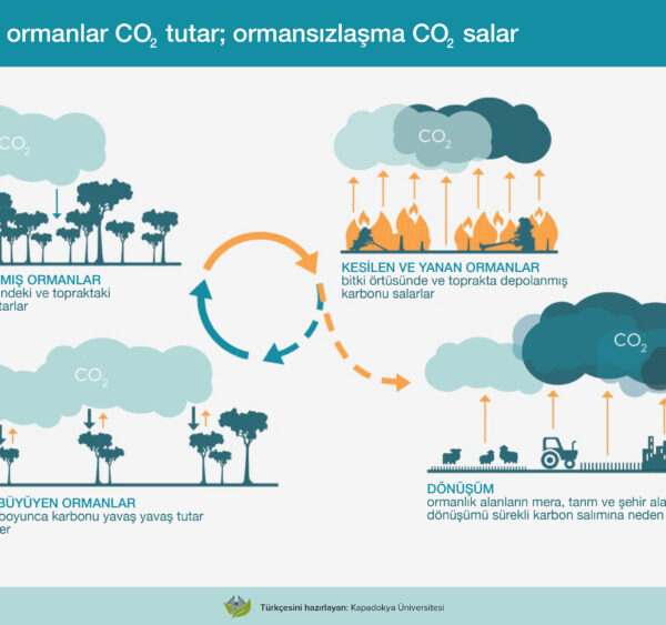 Doğal ormanlar CO₂ tutar; ormansızlaşma CO₂ salar