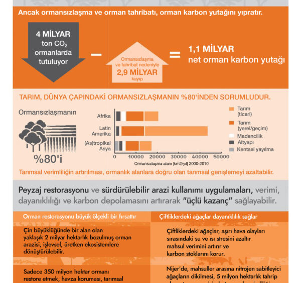 Ormanlar iklim değişikliğini yavaşlatır ve dayanıklılığı artırır